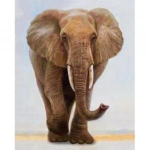 Malowanie po numerach. Słoń samotnik 40 x 50 5654