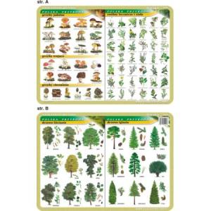Podkładka edukacyjna 024 Biologia. Grzyby, Rośliny Lecznicze i Zioła, Drzewa Liściaste i Iglaste