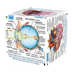 Cube Book Kostka edukacyjna Ludzkie ciało